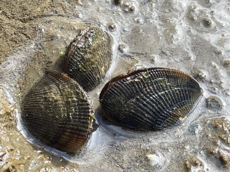Atlantic Ribbed Mussels along the edge of Quamphegan Brook.
