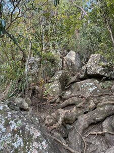 Typical section of trail looking up.