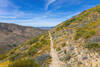 Wildflower carpets along the trail.