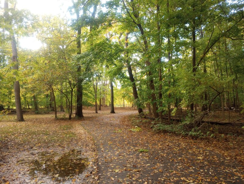 Forested section at the beginning of the trail (near the parking lot).