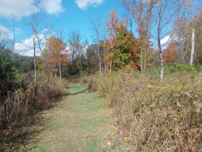 Mix of prairie wildflowers and forest.