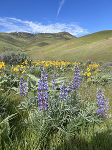 Lupine and balsamroot
