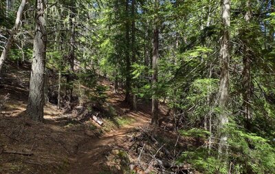 Pretty, sunlit, mixed conifer forest along the Kalispell - Reeder Bay Trail.