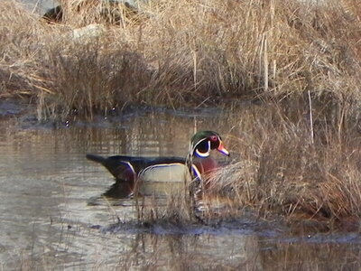 Wood Duck in the marsh.