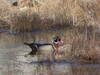 Wood Duck in the marsh.