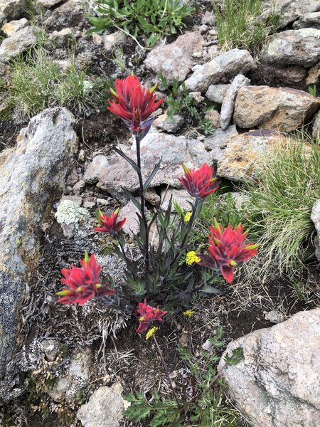 If you're hiking in the summer after the snowpack has melted, the wildflowers are gorgeous.