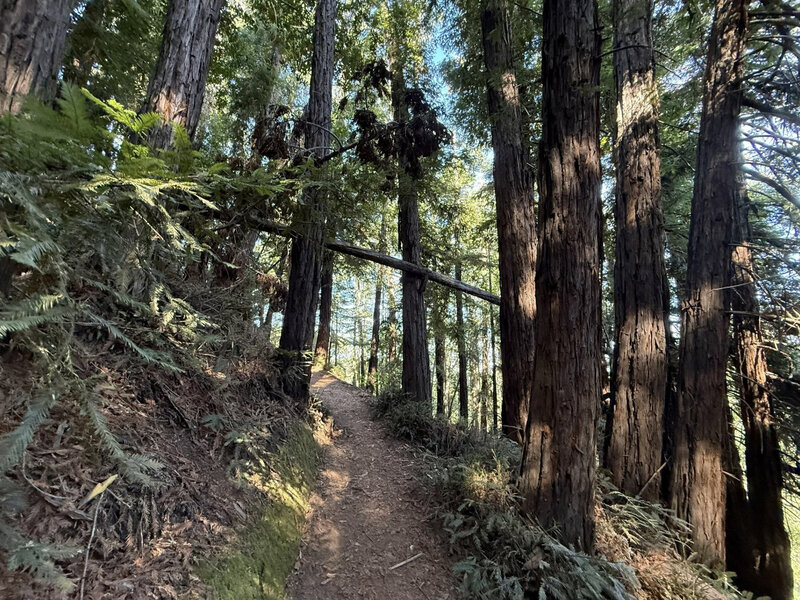 View through forest on Lookout Trail