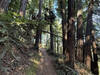 View through forest on Lookout Trail