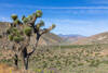 A lone Joshua tree with Tehachapi Pass in the distance.