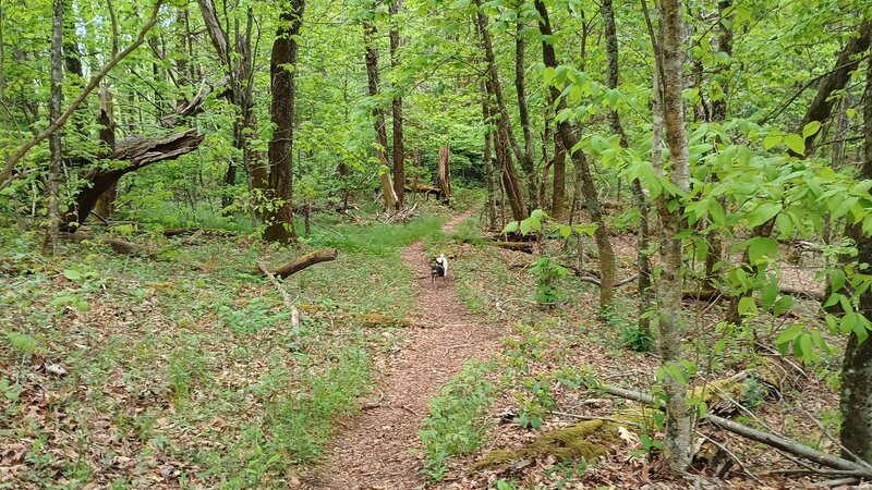 Easier section of hike, near the trailhead.