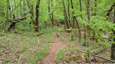 Easier section of hike, near the trailhead.