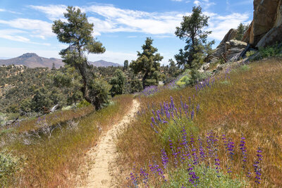 Blue Lupine along the trail with Gold Peak in the distance.