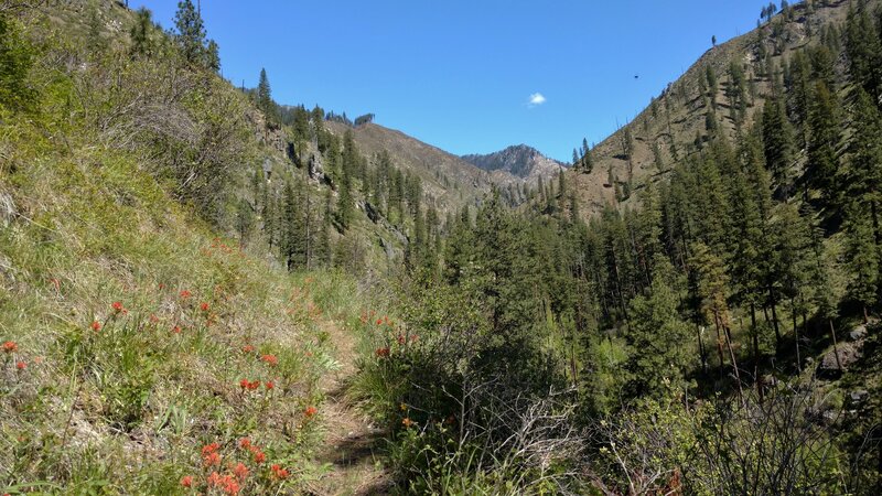 As the trail climbs higher, out of the forest, the views open up, revealing the surrounding mountains. Red paintbrush blooms along the trail (bottom left).