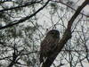 Barred Owl.