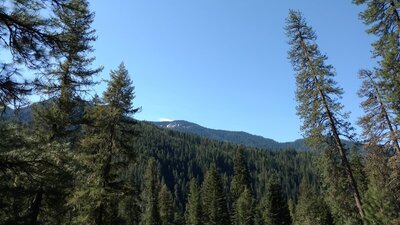 Looking up at the forested mountains from the Selway River Trail. Snow up there in early May.