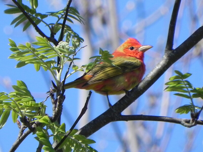 Summer Tanager on the edge of the Rachel Carson National Wildlife Refuge.