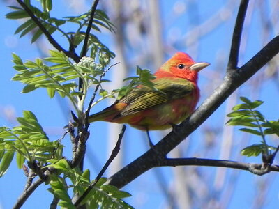 Summer Tanager on the edge of the Rachel Carson National Wildlife Refuge.
