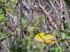 Yellow Warbler at the edge of Rachel Carson National Wildlife Refuge.