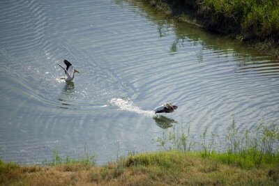 Pelicans landing on Columbia River.