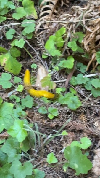 California banana slug at the Heritage Grove Trail.