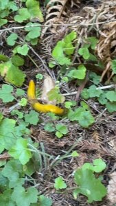 California banana slug at the Heritage Grove Trail.
