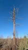 Lone tree on the Powwow Trail.