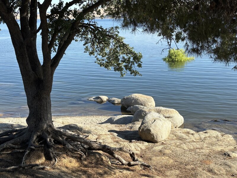 View of Millerton Lake from just off the Blue Oak Trail.