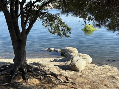 View of Millerton Lake from just off the Blue Oak Trail.