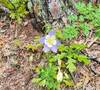 Columbine