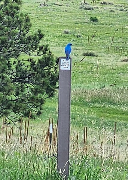 Trail Greeter.