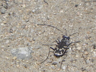 Tiger Beetle.