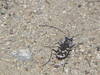 Tiger Beetle.