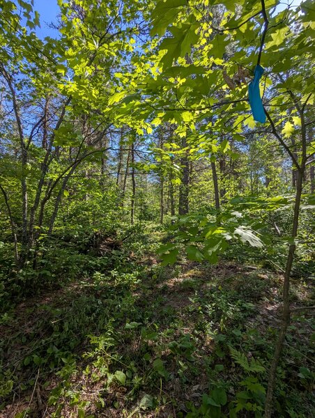 Trail is well marked with blue flags
