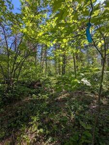 Trail is well marked with blue flags