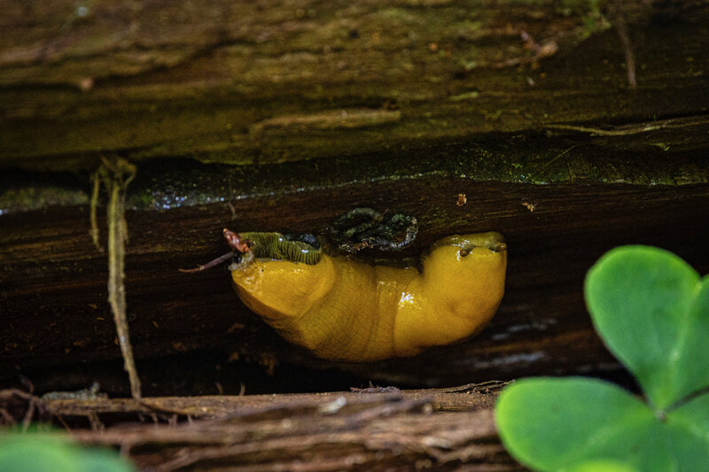 A large California Banana Slug hangs out on the underside of a fallen redwood tree. The green plant is Redwood Sorrel.