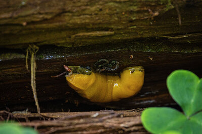A large California Banana Slug hangs out on the underside of a fallen redwood tree. The green plant is Redwood Sorrel.