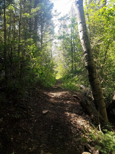 Heading up toward the meadow. Nice cover from sun.