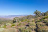 Joshua trees along the trail with Domeland Wilderness in the distance.