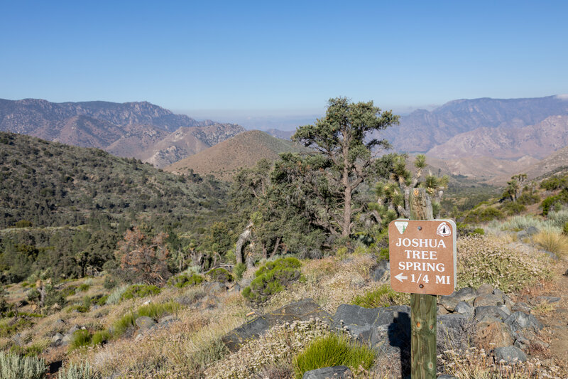 Junction with the spur trail to Joshua Tree Spring.
