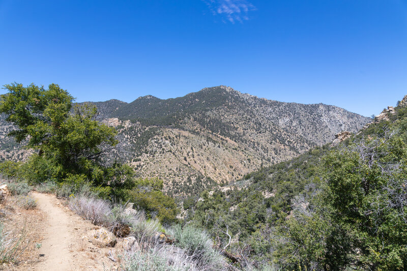 Sawtooth Peak looming in the distance.
