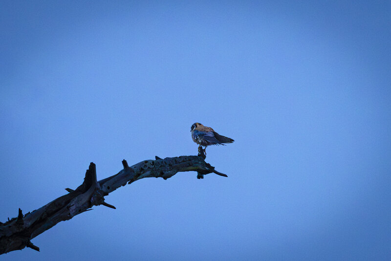 01/10/2026 - American Kestrel perched on a limb of a dead Monterey Pine on the Mulholland Ridge Trail.