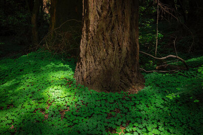 06/14/2026 - Redwood Sorrel surrounds the trunk of a Coast Redwood on the Redwood Grove Loop Trail.