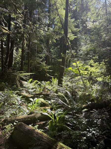 Trees along the trail.