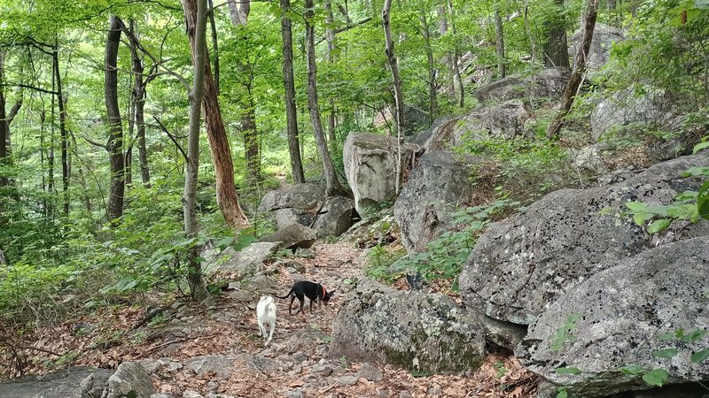 Boulder field at the southern end of the trail.
