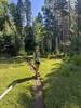 Unreal wonderland trail