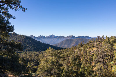 Climbing through pine forest west of Chimney Peak.