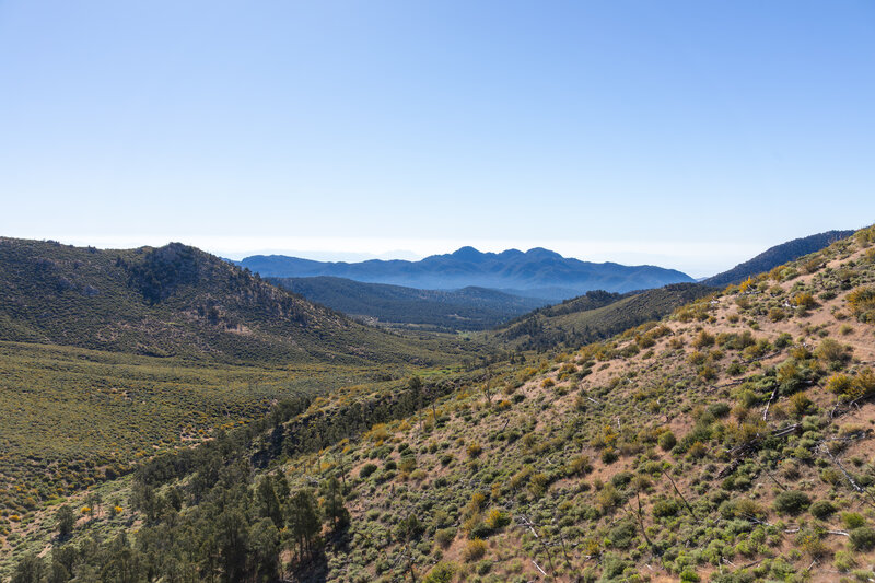 Looking across the area burned by the 2000 Manter Fire.