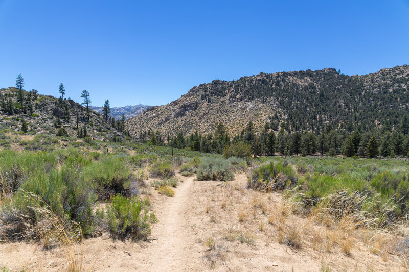 Pine forest left intact by the 2000 Manter Fire.