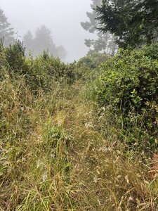 July 5th 2026 - portions of Lake Ranch trail look like that... very overgrown.