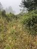 July 5th 2026 - portions of Lake Ranch trail look like that... very overgrown.